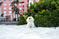 Seaside Riley- he loves to go to the beach!