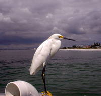 Egret